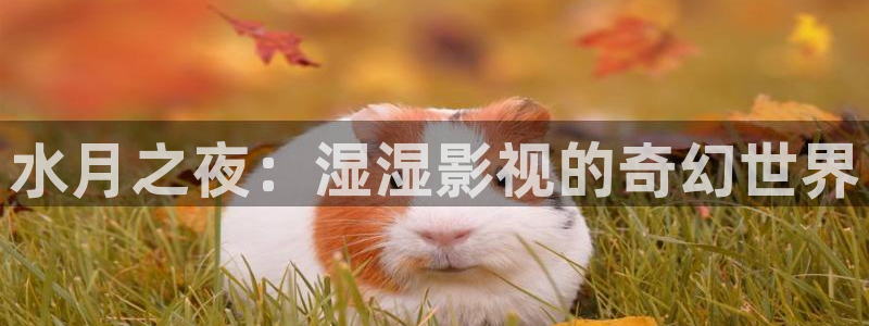 大地中文在线观看免费高清电视剧：水月之夜：湿湿影视的奇幻世界